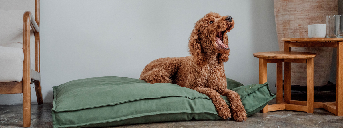 Hundebett Wilma Olive mit Großpudel
