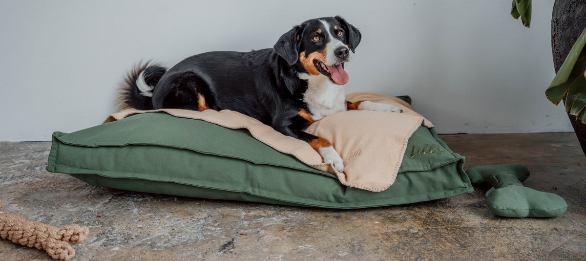 Hundedecken aus Biobaumwollfleece