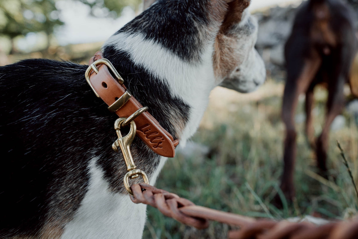 Hundehalsband aus Leder für kleine Hunde