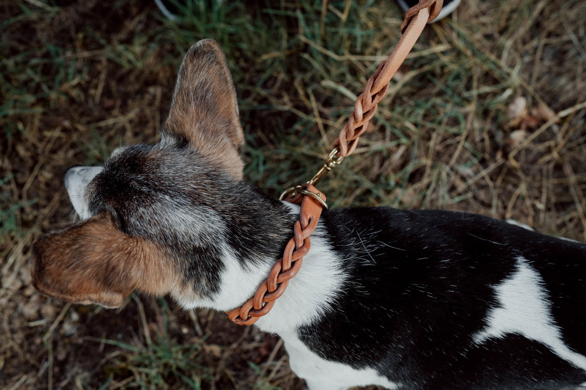 Hundehalsband aus Leder für kleine Hunde