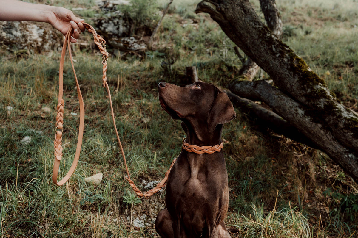 Geflochtenes Hundehalsband aus Leder