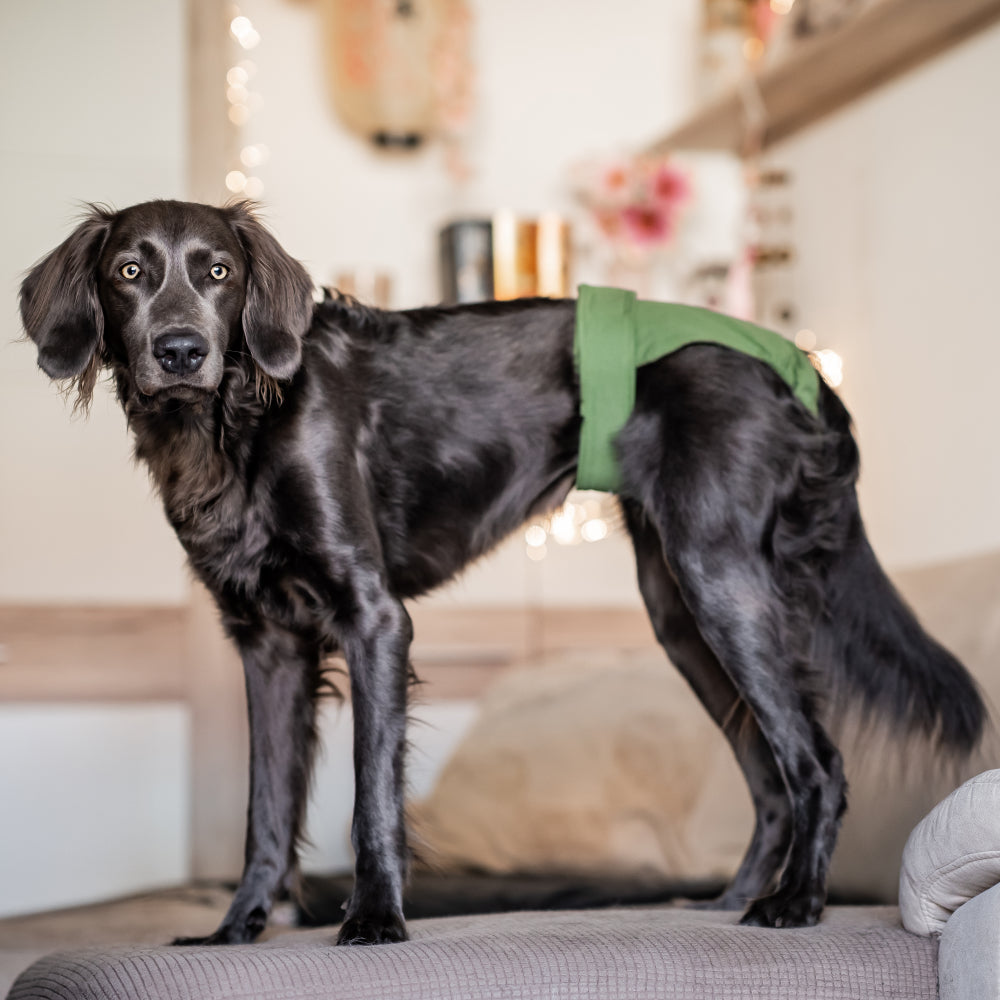 Lills Läufigkeitshose Olive mit Hund