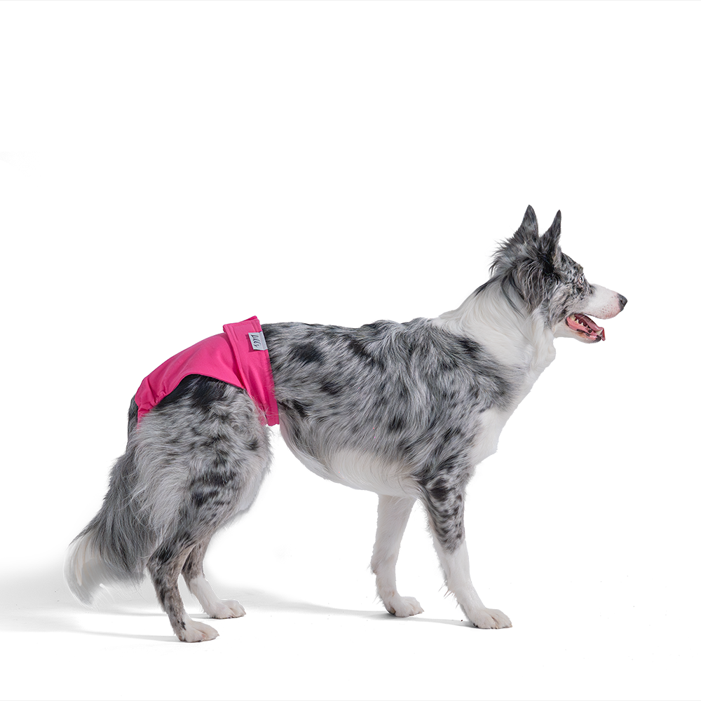 Laeufigkeitshoeschen Beetroot Hund stehend