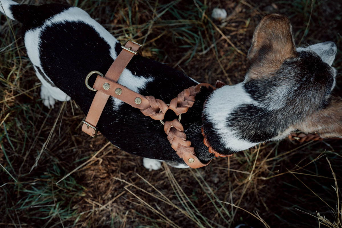 Hundegeschirr aus Leder