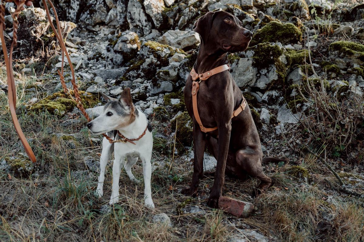 Hundegeschirr aus Leder