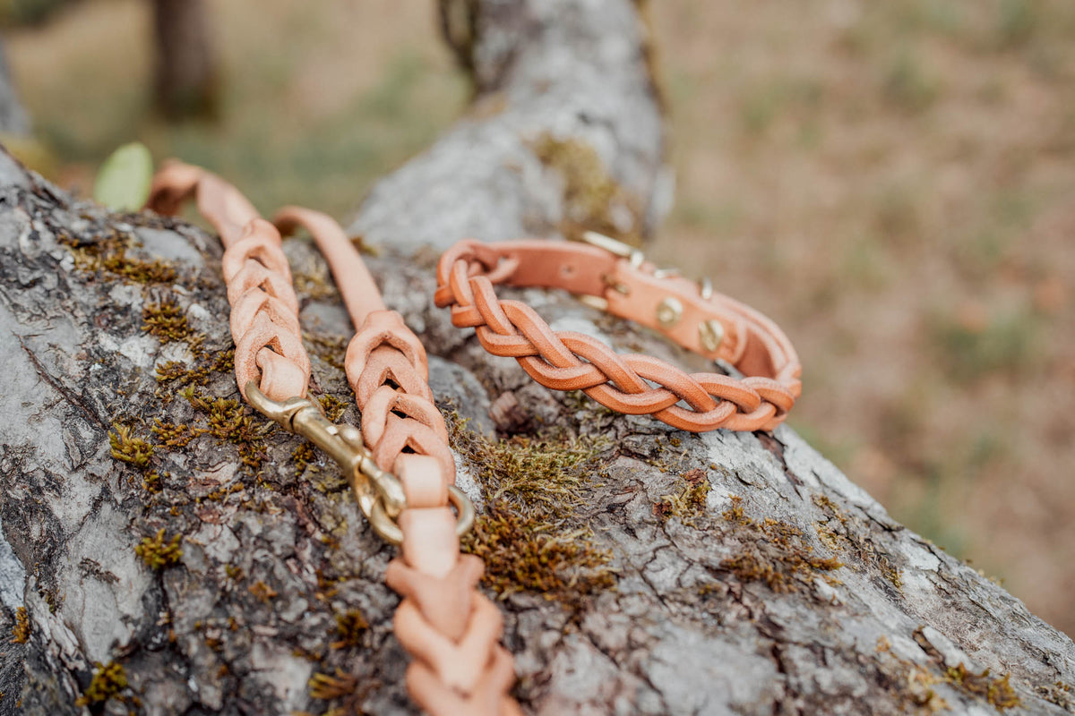 Hundehalsband aus Leder für kleine Hunde
