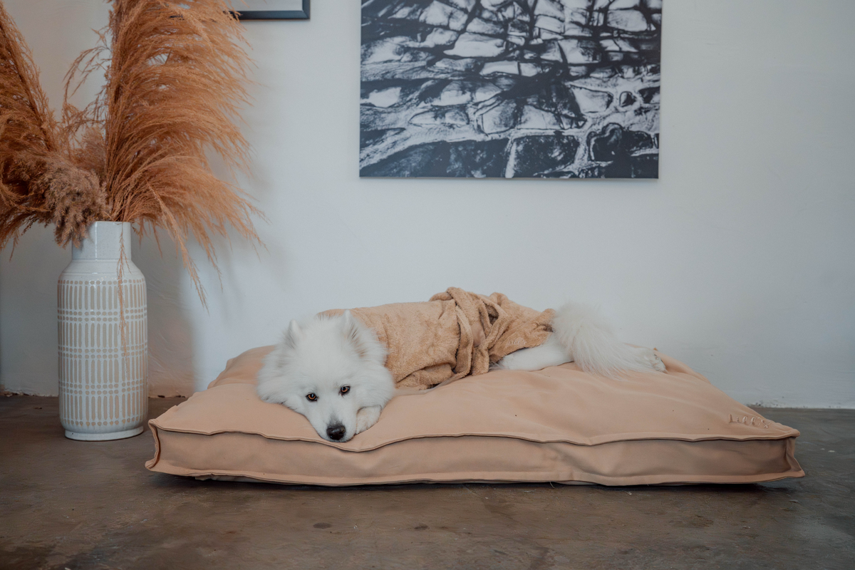 Hund kuschelt auf Hundebett Wilma