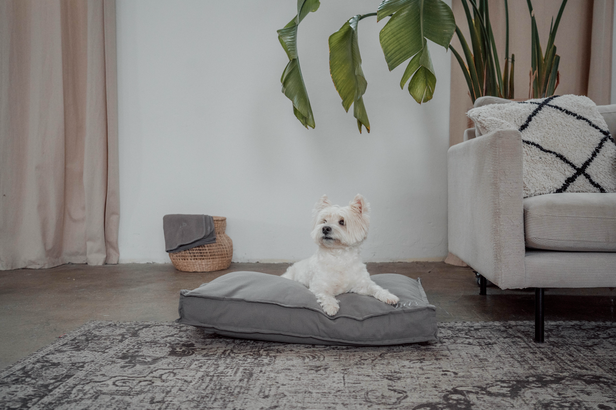 Kleiner Hund liegt auf Hundebett Wilma 