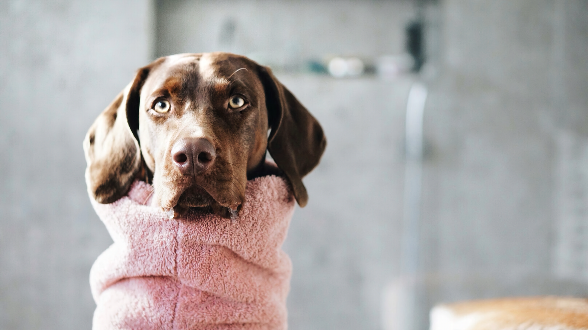 Lills Hundebademantel Hero 