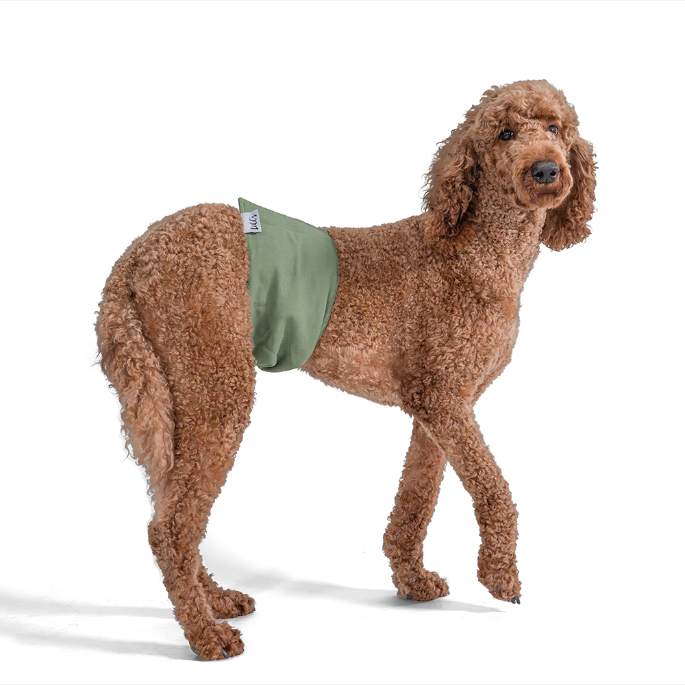 Lill's Rüdenhose am Pudel