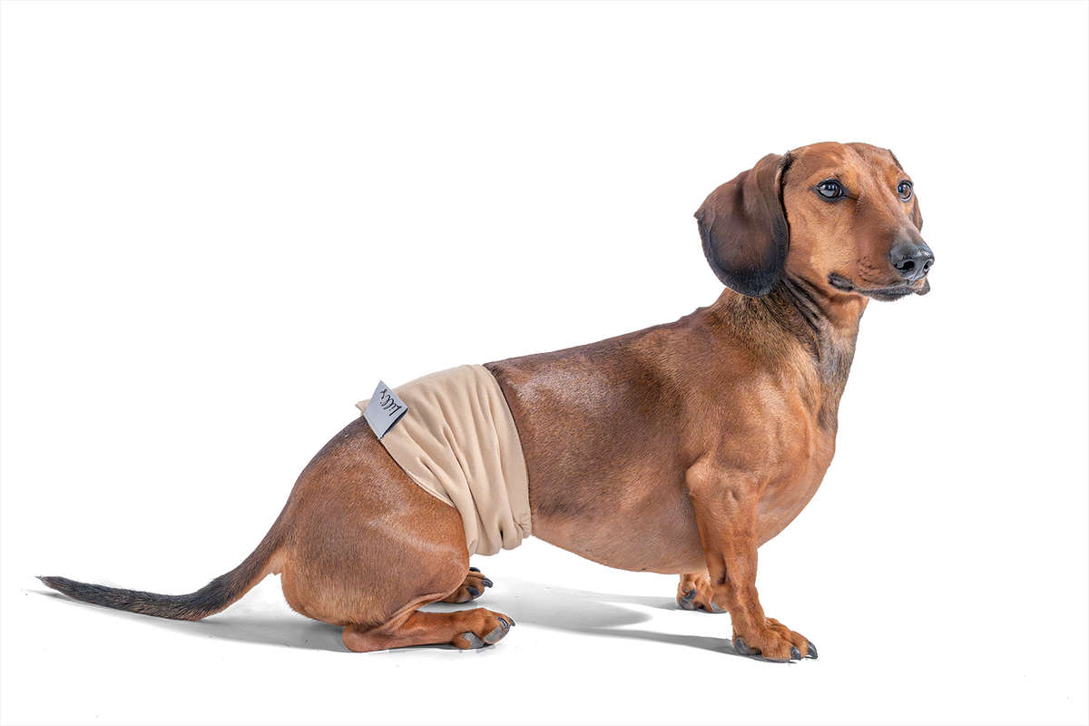 Dackel trägt Lill's Rüdenhose 