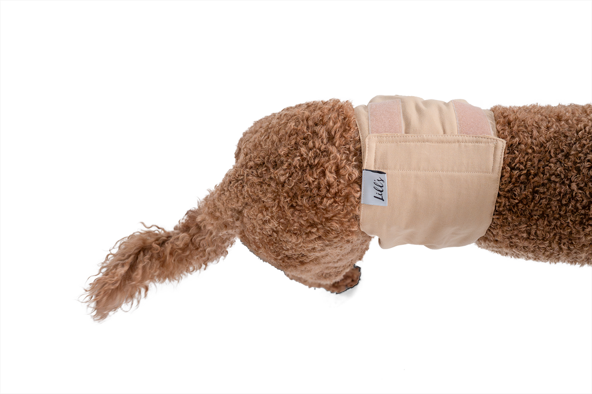 Lill's Rüdenhose Pudel